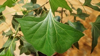 Brachychiton populneus - brachychiton topolový - list